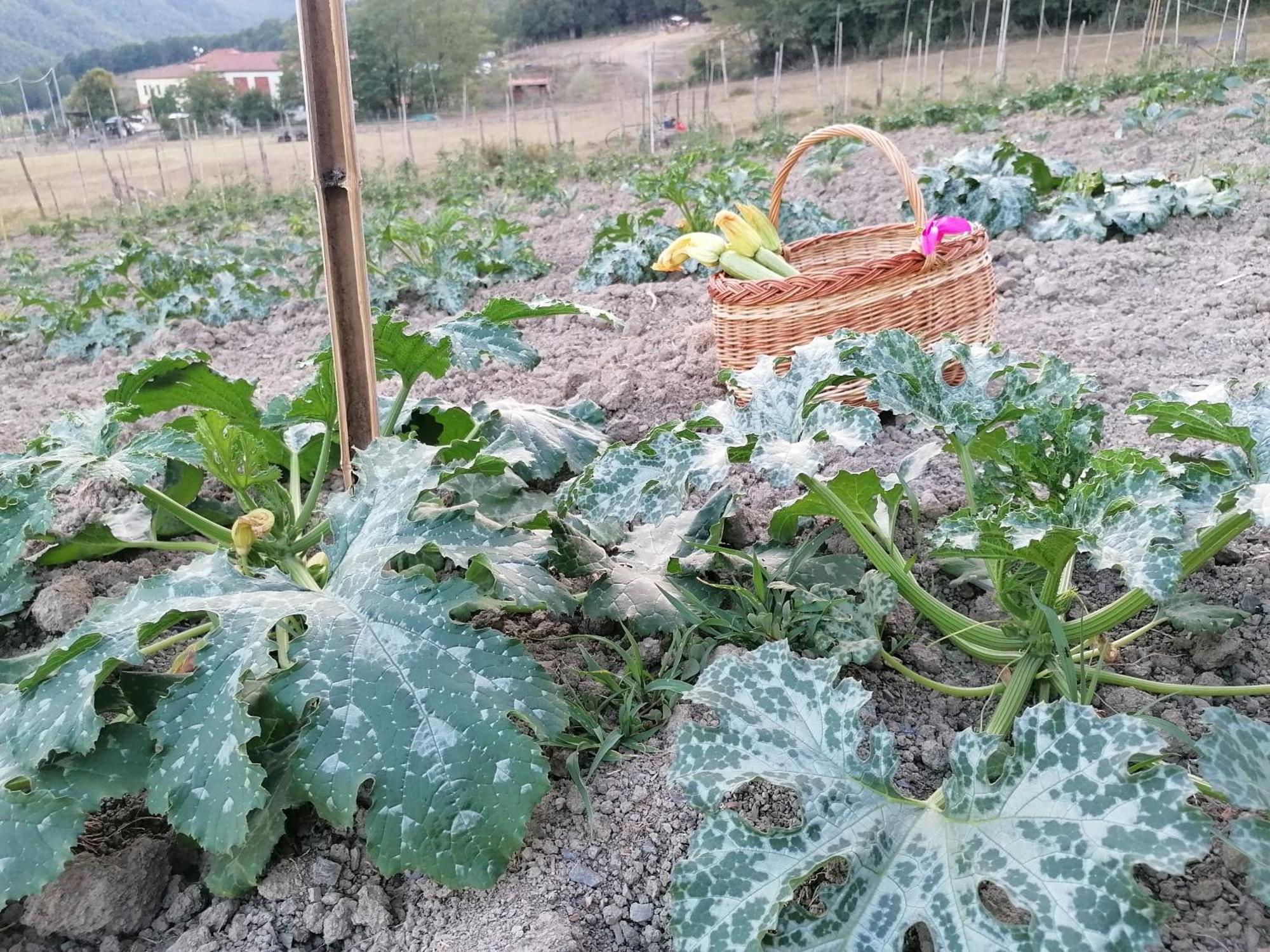 Agriturismo Dei Legi Villa San Pietro Vara Dış mekan fotoğraf